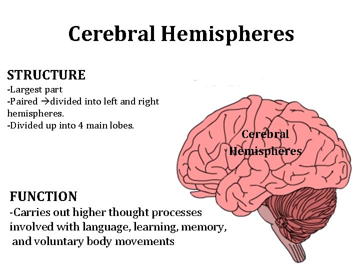 Cerebral Hemispheres STRUCTURE -Largest part -Paired divided into left and right hemispheres. -Divided up