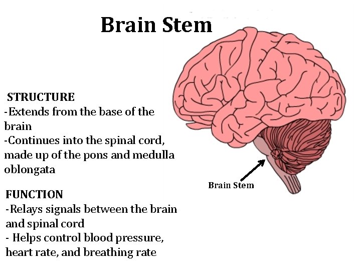 Brain Stem STRUCTURE -Extends from the base of the brain -Continues into the spinal