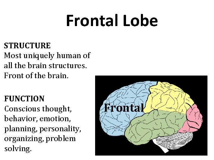 Frontal Lobe STRUCTURE Most uniquely human of all the brain structures. Front of the