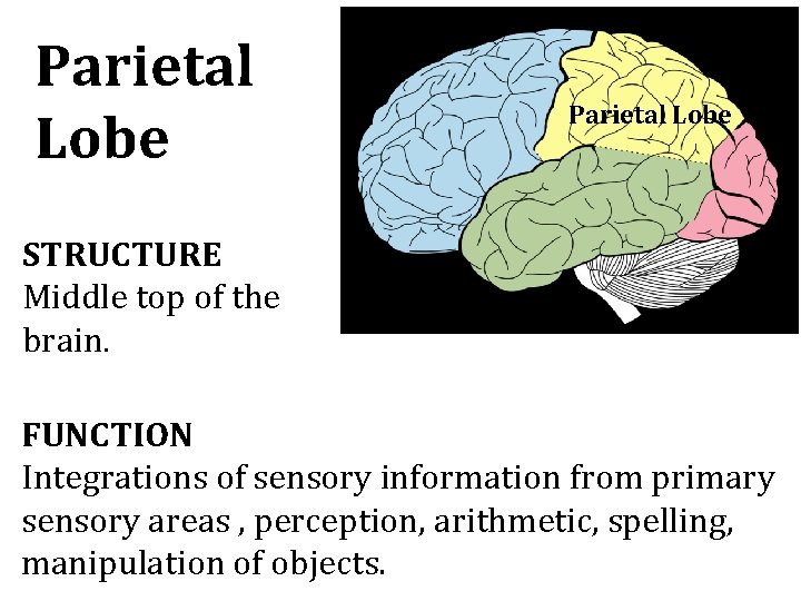 Parietal Lobe STRUCTURE Middle top of the brain. FUNCTION Integrations of sensory information from