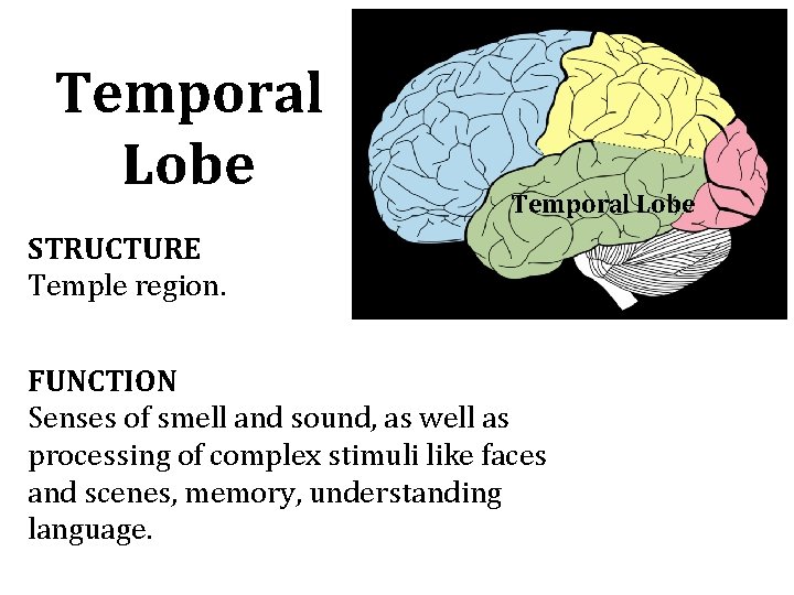 Temporal Lobe STRUCTURE Temple region. FUNCTION Senses of smell and sound, as well as