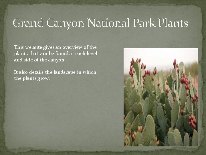 Grand Canyon National Park Plants This website gives an overview of the plants that