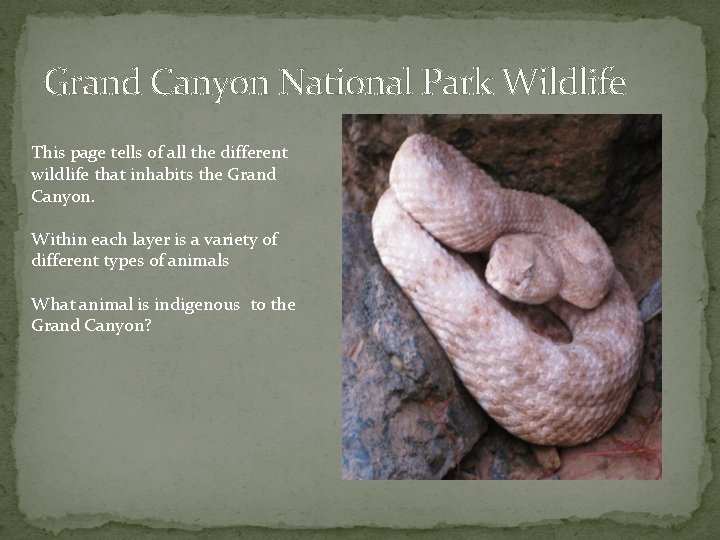 Grand Canyon National Park Wildlife This page tells of all the different wildlife that