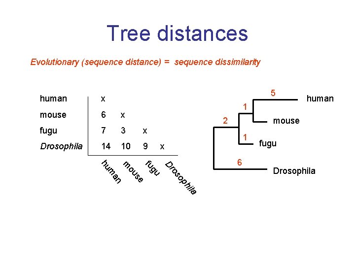Tree distances Evolutionary (sequence distance) = sequence dissimilarity 5 human x mouse 6 x