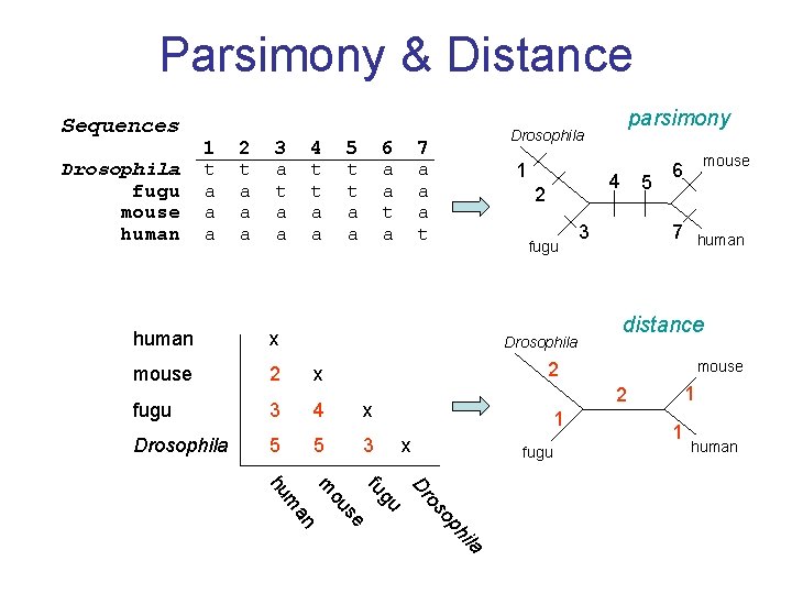 Parsimony & Distance Sequences Drosophila fugu mouse human 1 t a a a 2