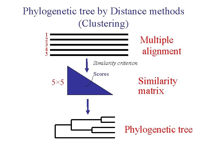 Phylogenetic tree by Distance methods (Clustering) 1 2 3 4 5 Multiple alignment Similarity