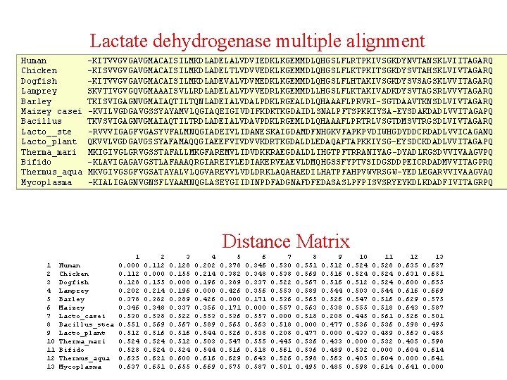 Lactate dehydrogenase multiple alignment Human Chicken Dogfish Lamprey Barley Maizey casei Bacillus Lacto__ste Lacto_plant