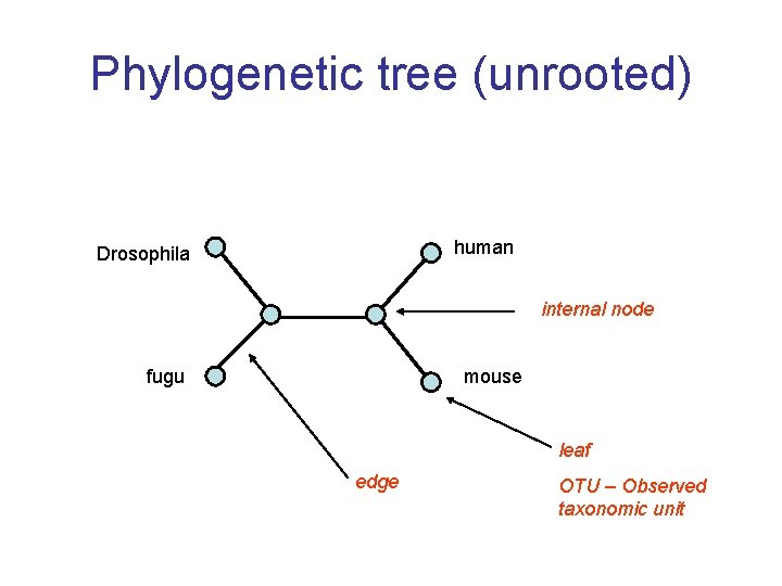 Phylogenetic tree (unrooted) human Drosophila internal node fugu mouse leaf edge OTU – Observed