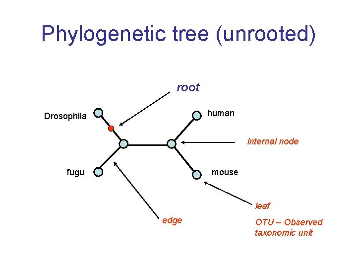 Phylogenetic tree (unrooted) root human Drosophila internal node fugu mouse leaf edge OTU –