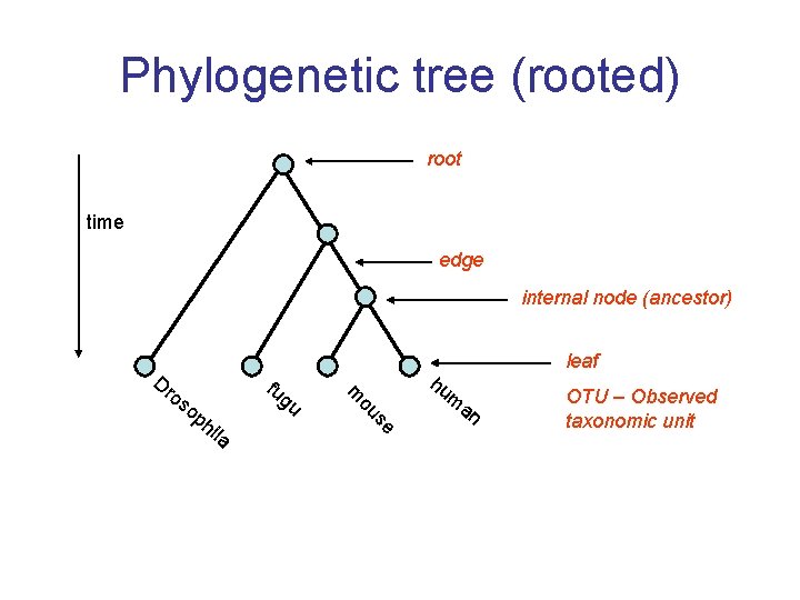 Phylogenetic tree (rooted) root time edge internal node (ancestor) hi la gu se op