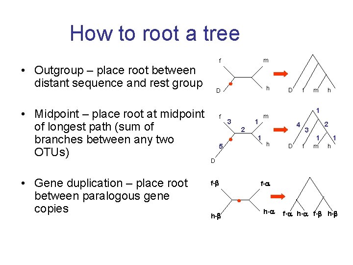 How to root a tree • Outgroup – place root between distant sequence and