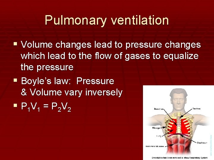 Pulmonary ventilation Volume changes lead to pressure changes which lead to the flow of