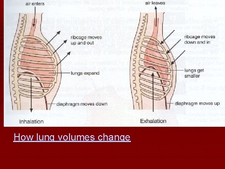 How lung volumes change 