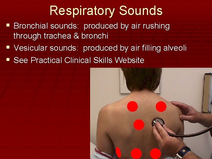 Respiratory Sounds Bronchial sounds: produced by air rushing through trachea & bronchi Vesicular sounds: