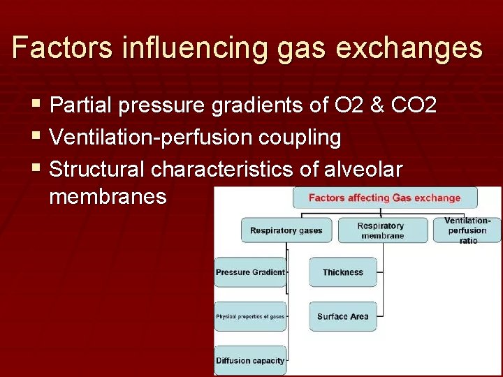 Factors influencing gas exchanges Partial pressure gradients of O 2 & CO 2 Ventilation-perfusion