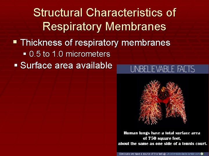 Structural Characteristics of Respiratory Membranes Thickness of respiratory membranes 0. 5 to 1. 0