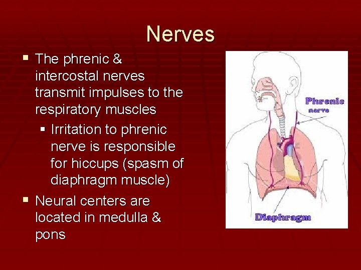 Nerves The phrenic & intercostal nerves transmit impulses to the respiratory muscles Irritation to