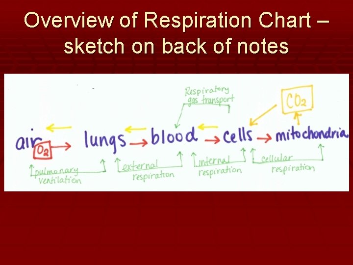 Overview of Respiration Chart – sketch on back of notes 