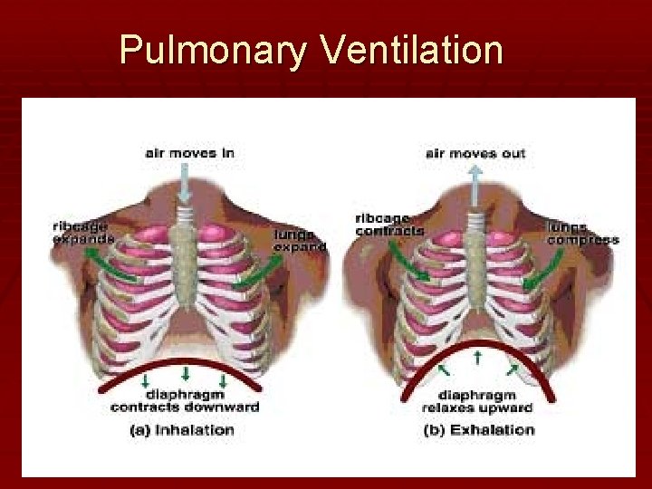 Pulmonary Ventilation 