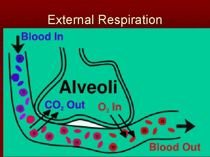 External Respiration 