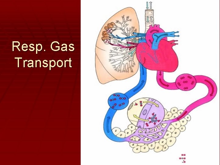 Resp. Gas Transport 