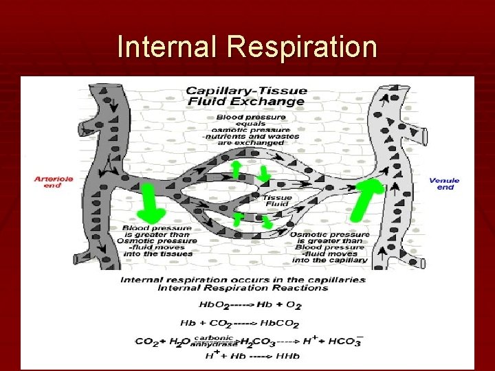Internal Respiration 