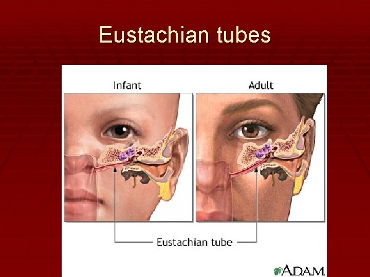 Eustachian tubes 