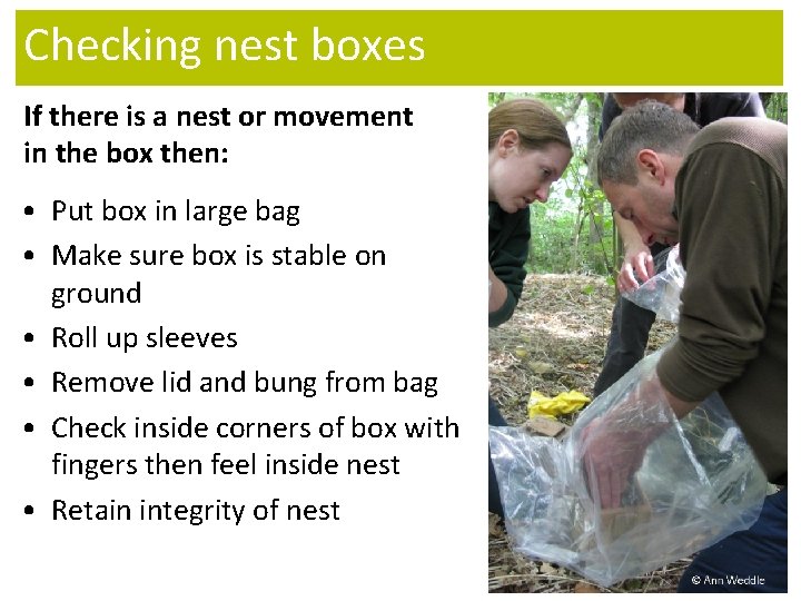 Checking nest boxes If there is a nest or movement in the box then: