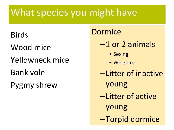 What species you might have Birds Wood mice Yellowneck mice Bank vole Pygmy shrew