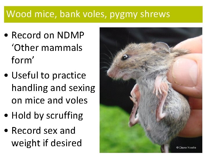 Wood mice, bank voles, pygmy shrews • Record on NDMP ‘Other mammals form’ •