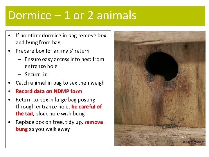 Dormice – 1 or 2 animals • If no other dormice in bag remove