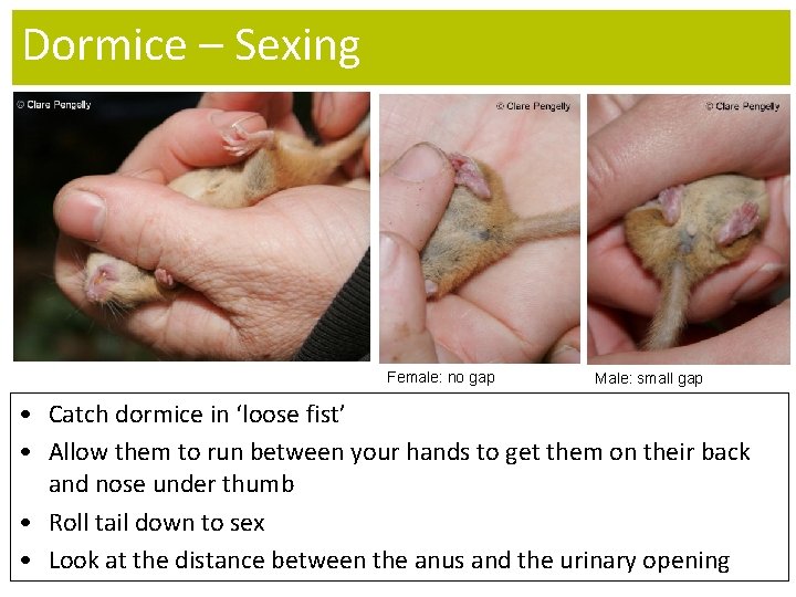 Dormice – Sexing Female: no gap Male: small gap • Catch dormice in ‘loose