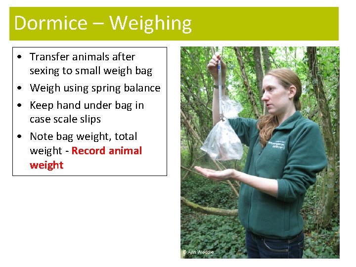 Dormice – Weighing • Transfer animals after sexing to small weigh bag • Weigh