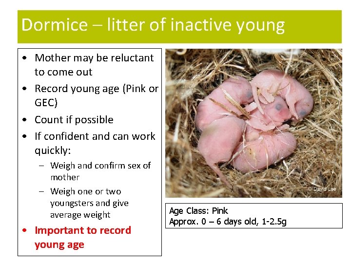Dormice – litter of inactive young • Mother may be reluctant to come out