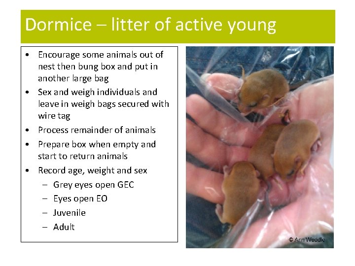 Dormice – litter of active young • Encourage some animals out of nest then