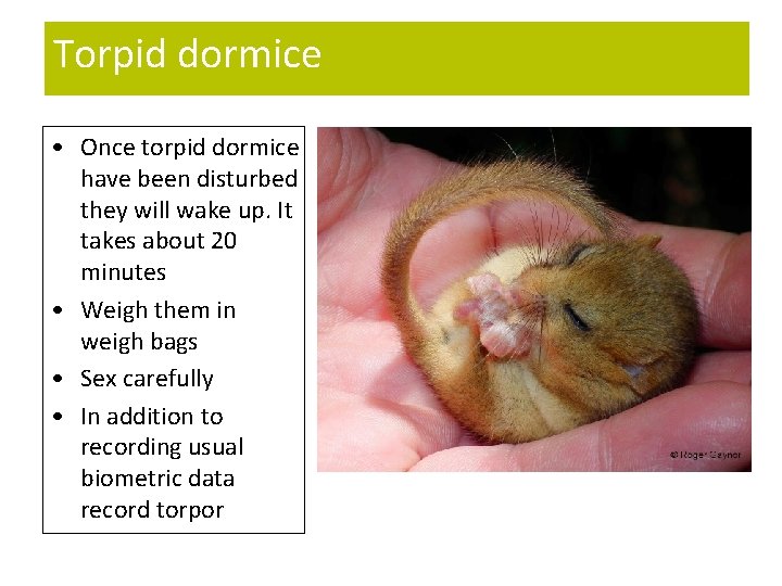 Torpid dormice • Once torpid dormice have been disturbed they will wake up. It