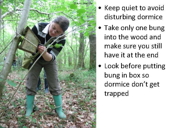  • Keep quiet to avoid disturbing dormice • Take only one bung into