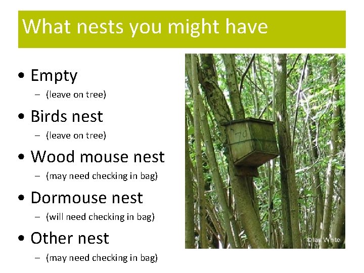 What nests you might have • Empty – (leave on tree) • Birds nest
