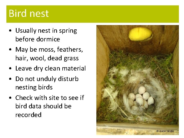 Bird nest • Usually nest in spring before dormice • May be moss, feathers,