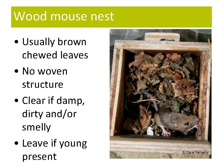 Wood mouse nest • Usually brown chewed leaves • No woven structure • Clear