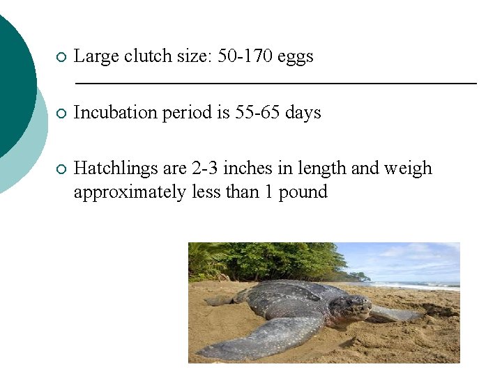 ¡ Large clutch size: 50 -170 eggs ¡ Incubation period is 55 -65 days