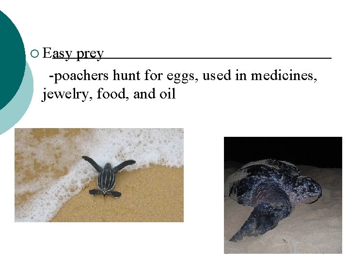 ¡ Easy prey -poachers hunt for eggs, used in medicines, jewelry, food, and oil