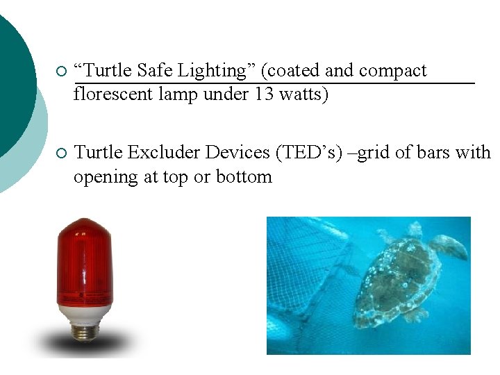¡ “Turtle Safe Lighting” (coated and compact florescent lamp under 13 watts) ¡ Turtle