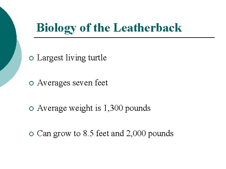 Biology of the Leatherback ¡ Largest living turtle ¡ Averages seven feet ¡ Average