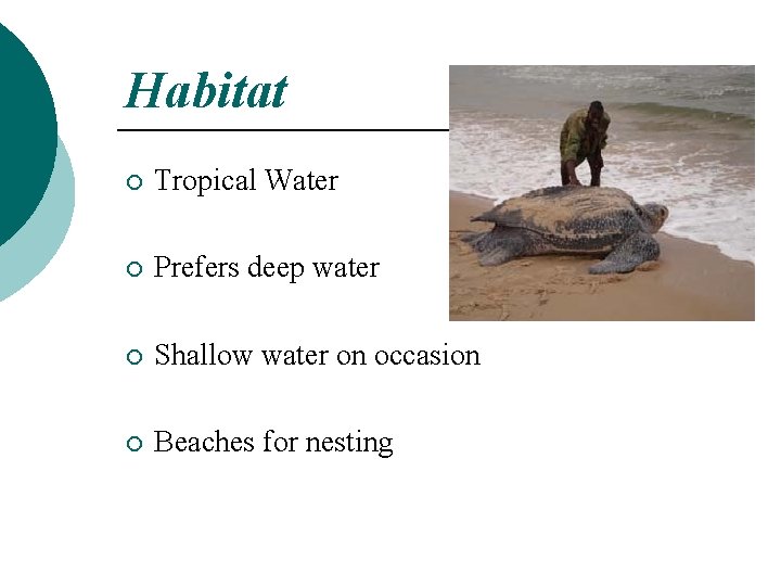 Habitat ¡ Tropical Water ¡ Prefers deep water ¡ Shallow water on occasion ¡