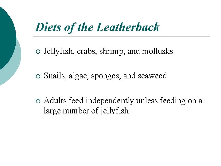 Diets of the Leatherback ¡ Jellyfish, crabs, shrimp, and mollusks ¡ Snails, algae, sponges,