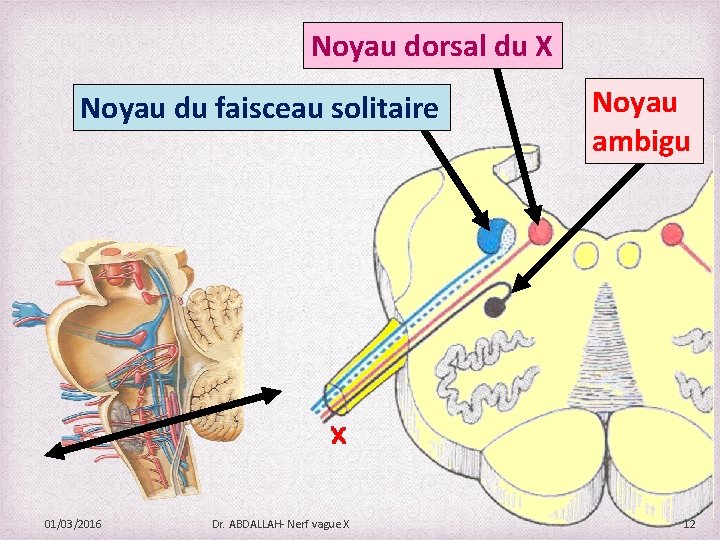 Noyau dorsal du X Noyau du faisceau solitaire 01/03/2016 Dr. ABDALLAH- Nerf vague X