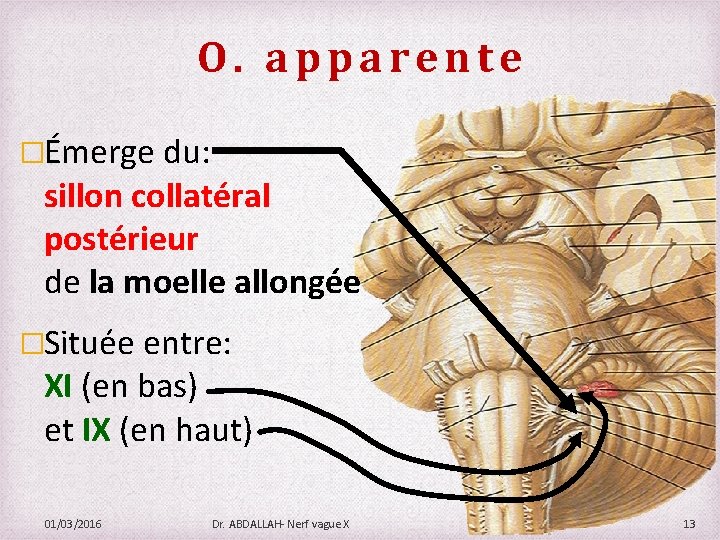 O. apparente �Émerge du: sillon collatéral postérieur de la moelle allongée �Située entre: XI