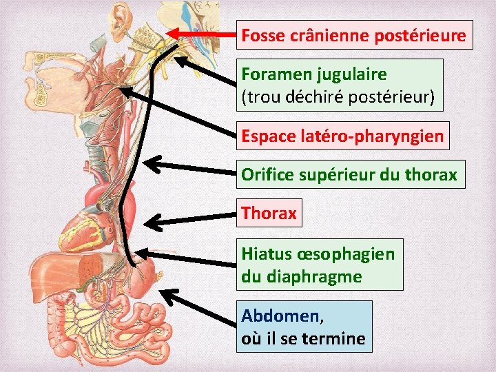 Fosse crânienne postérieure Foramen jugulaire (trou déchiré postérieur) Espace latéro-pharyngien Orifice supérieur du thorax