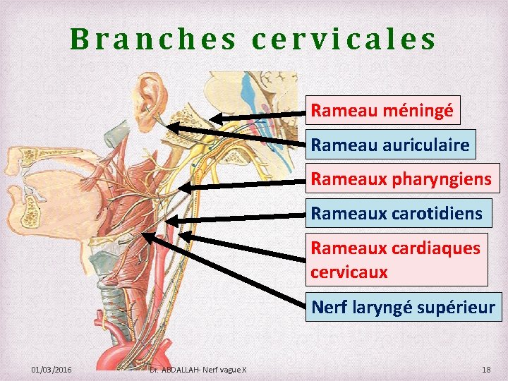 Branches cervicales Rameau méningé Rameau auriculaire Rameaux pharyngiens Rameaux carotidiens Rameaux cardiaques cervicaux Nerf